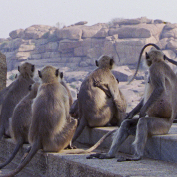 Group of langurs look out over rocky landscape