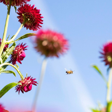 Bee flys around flowers