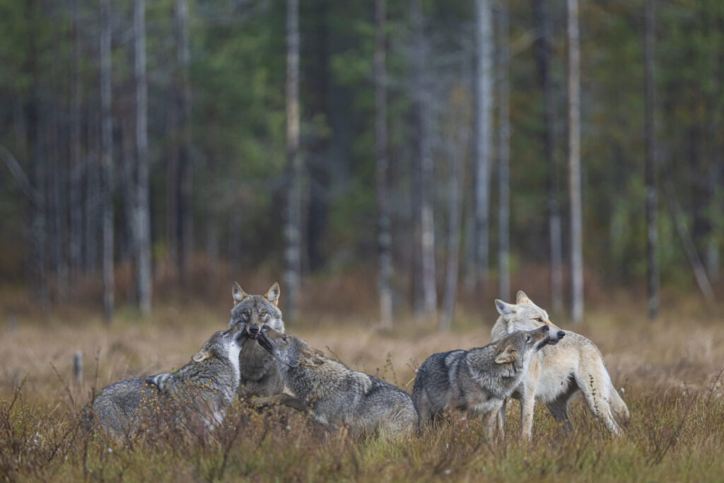 Five wolves in a forested setting.