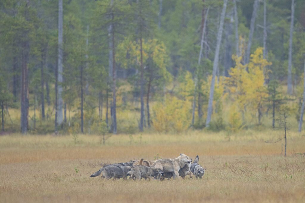 Wolves in forested meadow