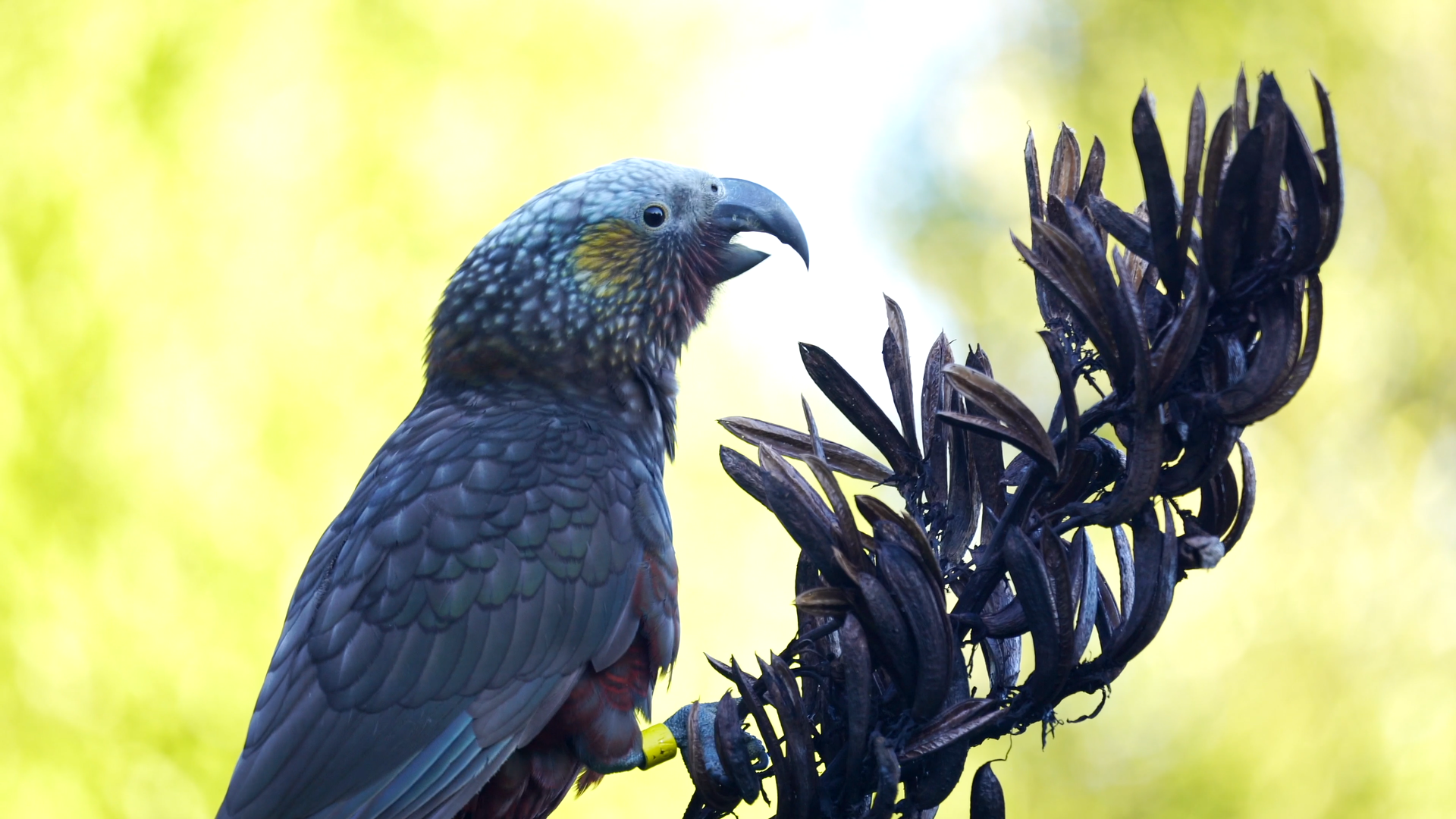 Blue bird on purple branch.