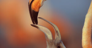 Bird beak feeds a chick.