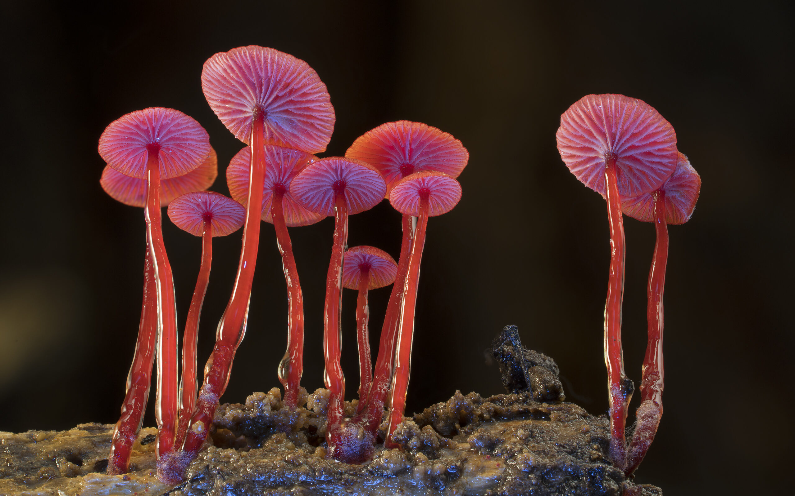 Group of pink fungi against dark background.