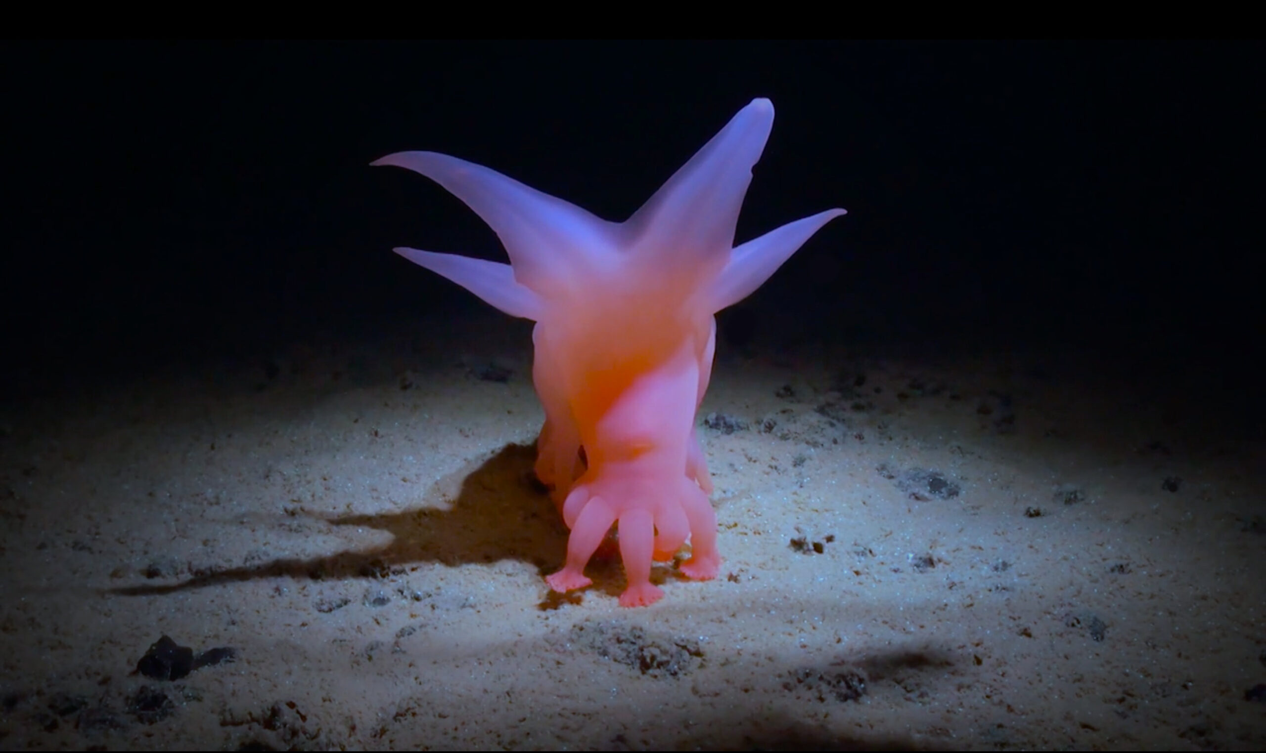 How Deep is Your Love - main still v2 Colorful sea creature on ocean floor with dark background.
