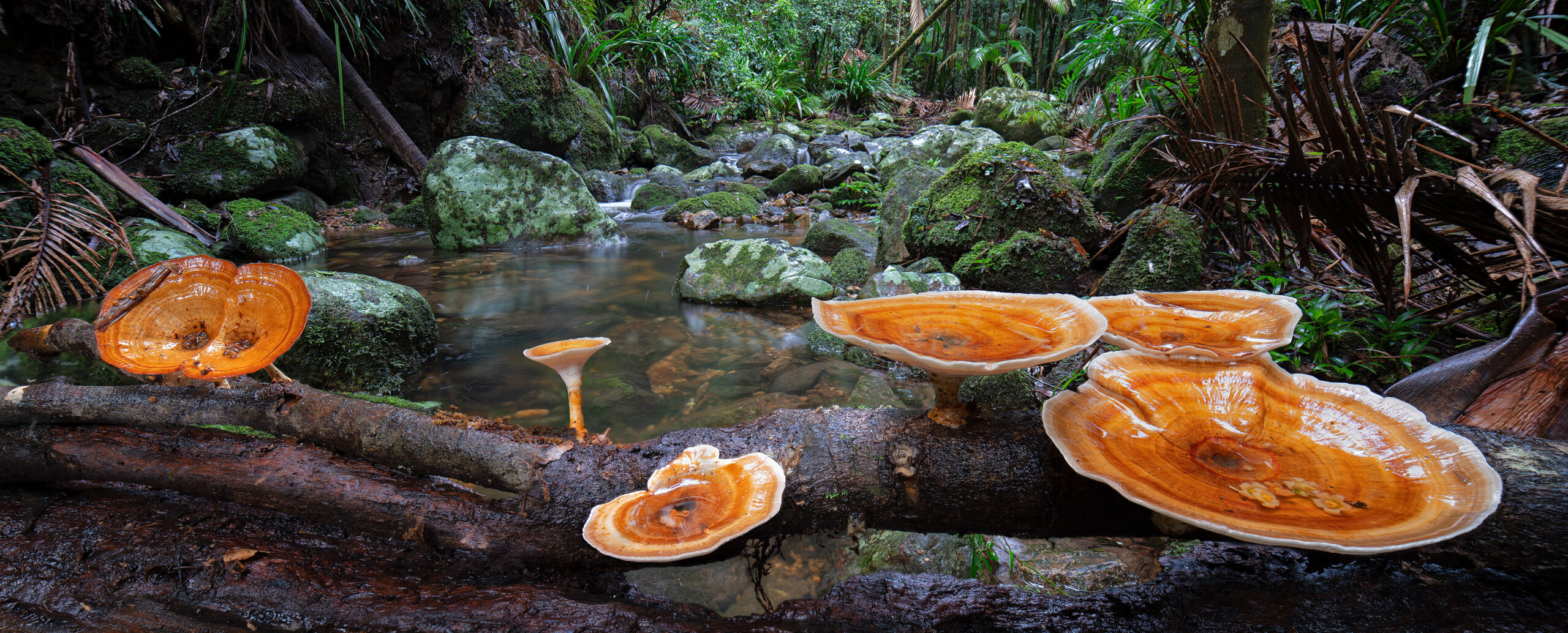 Orange fungi on tree root.