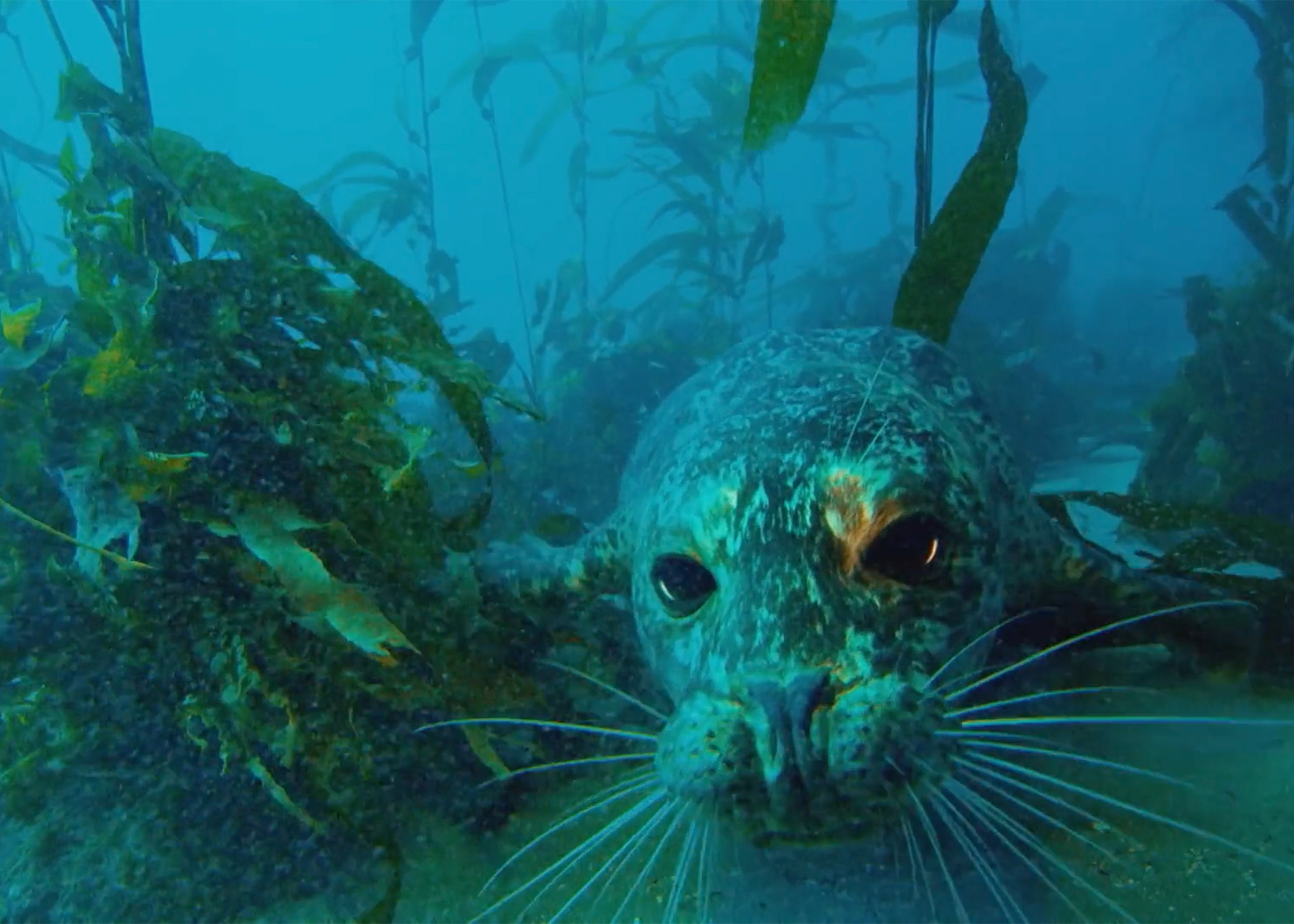 Seal swimming towards camera.