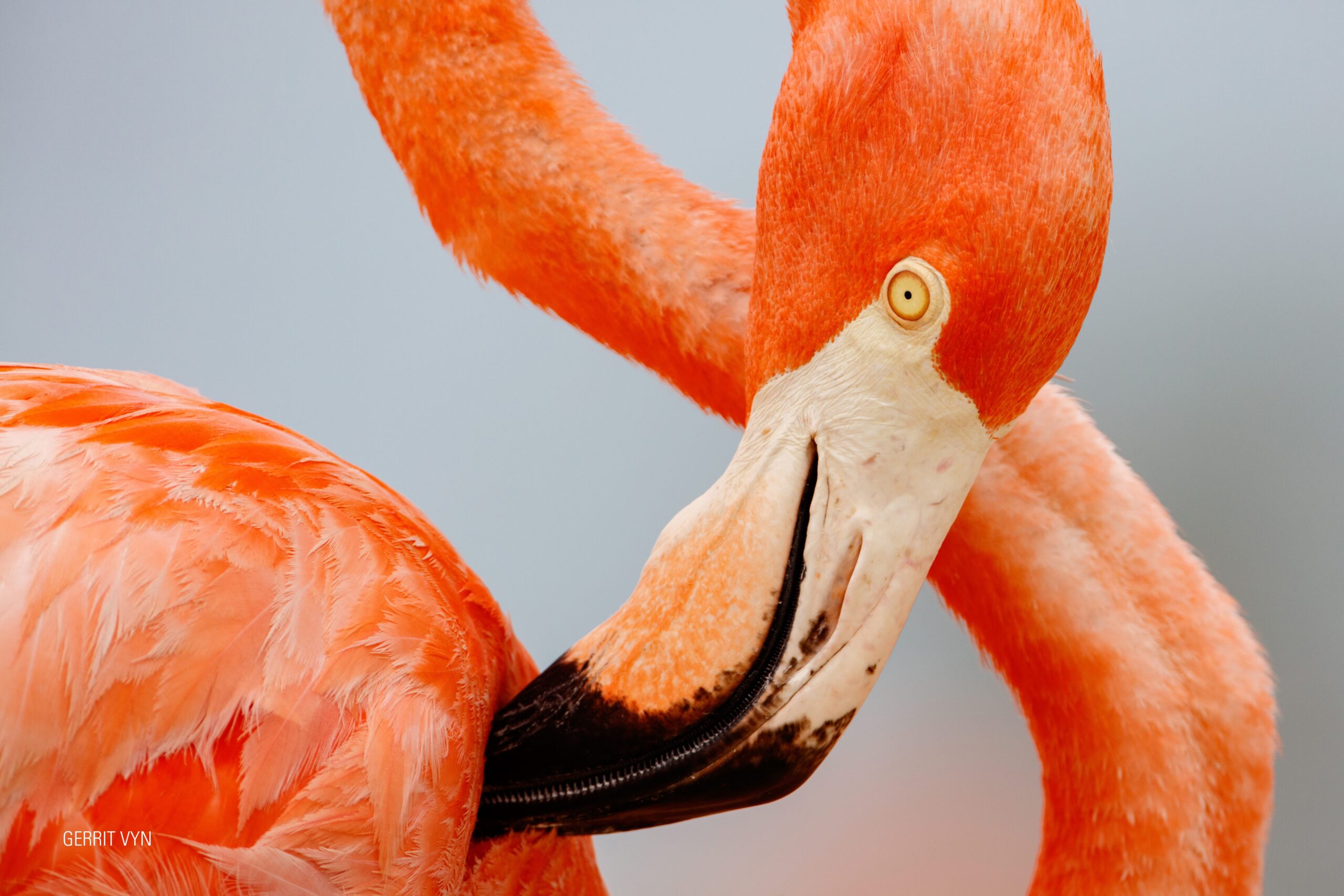 Vyn-170531-1048 (1) Flamingo looks towards camera.
