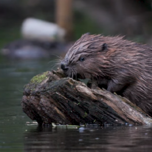 Beaver on log in water.