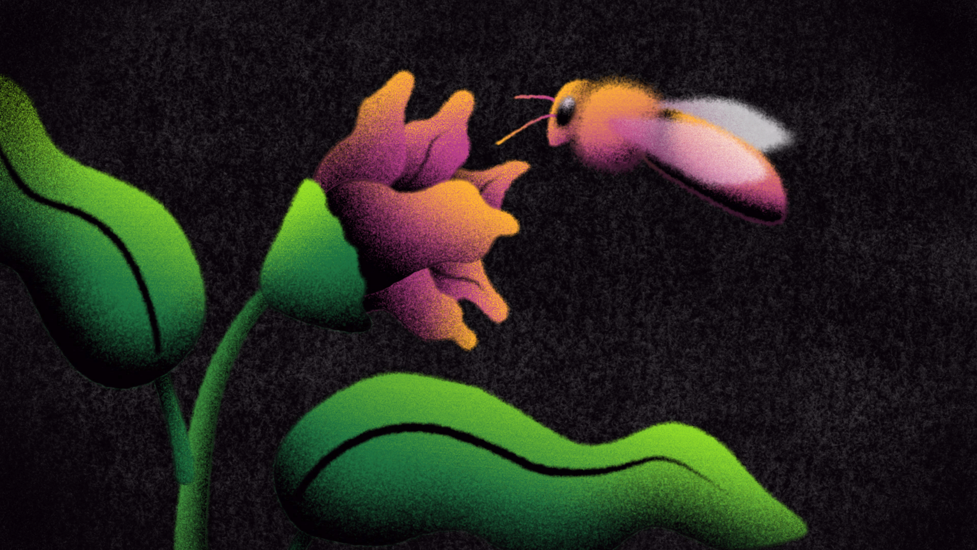 blossom_still_4 Animation of bee moving towards flower with black background.