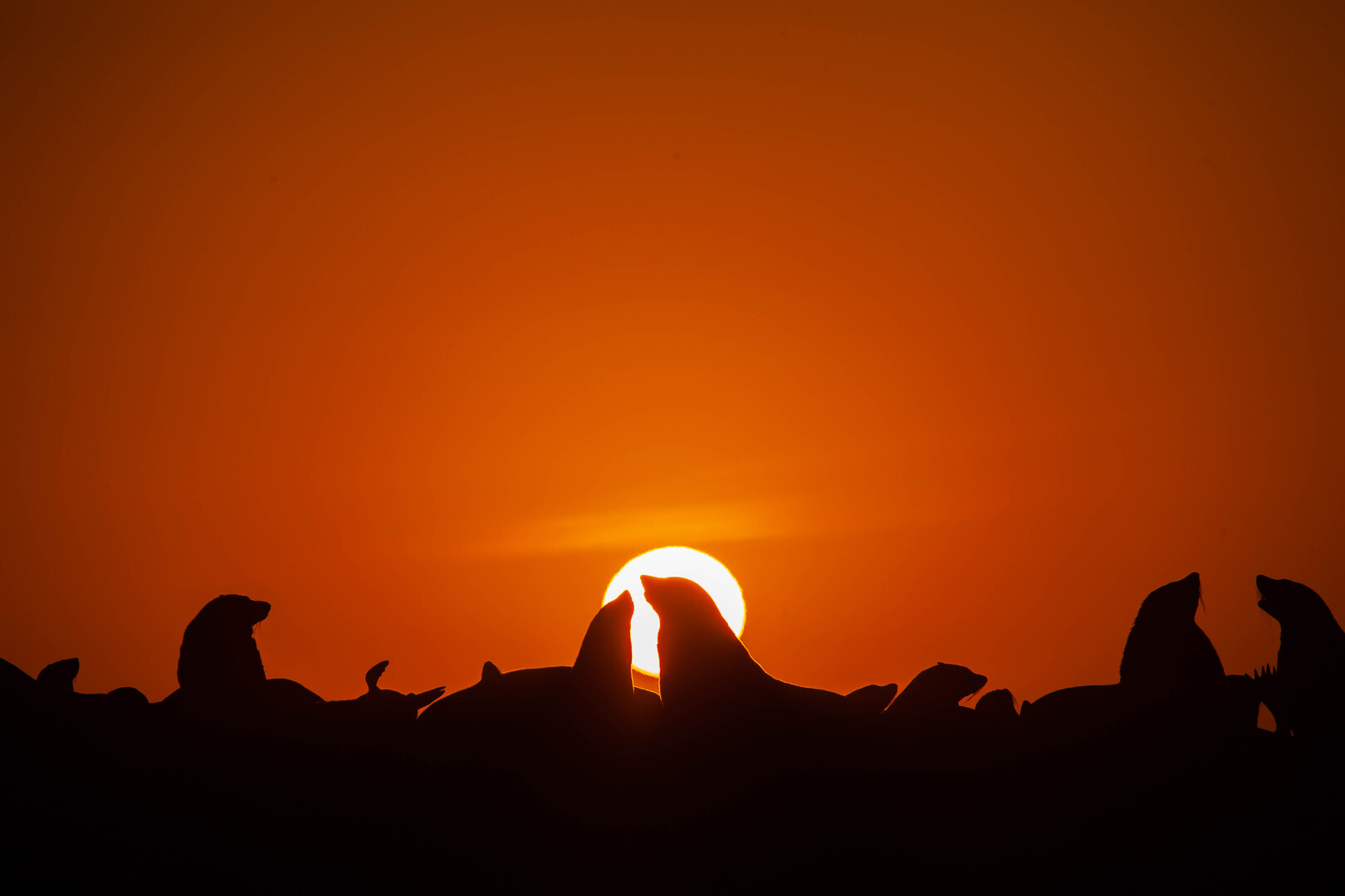 Seals with sun behind them.