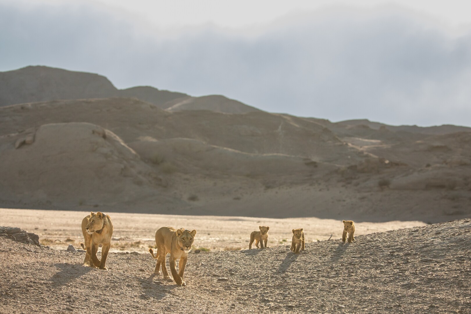 Group of lions on beach.