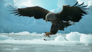 Bald eagle reaches out feet in air.