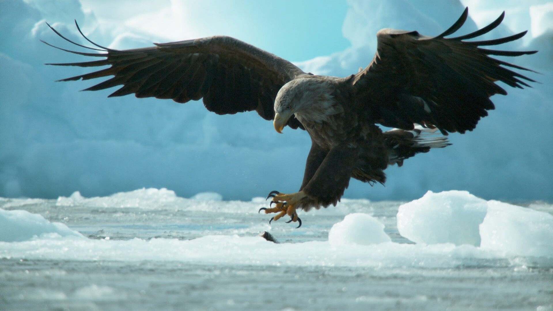 Bald eagle reaches out feet in air.