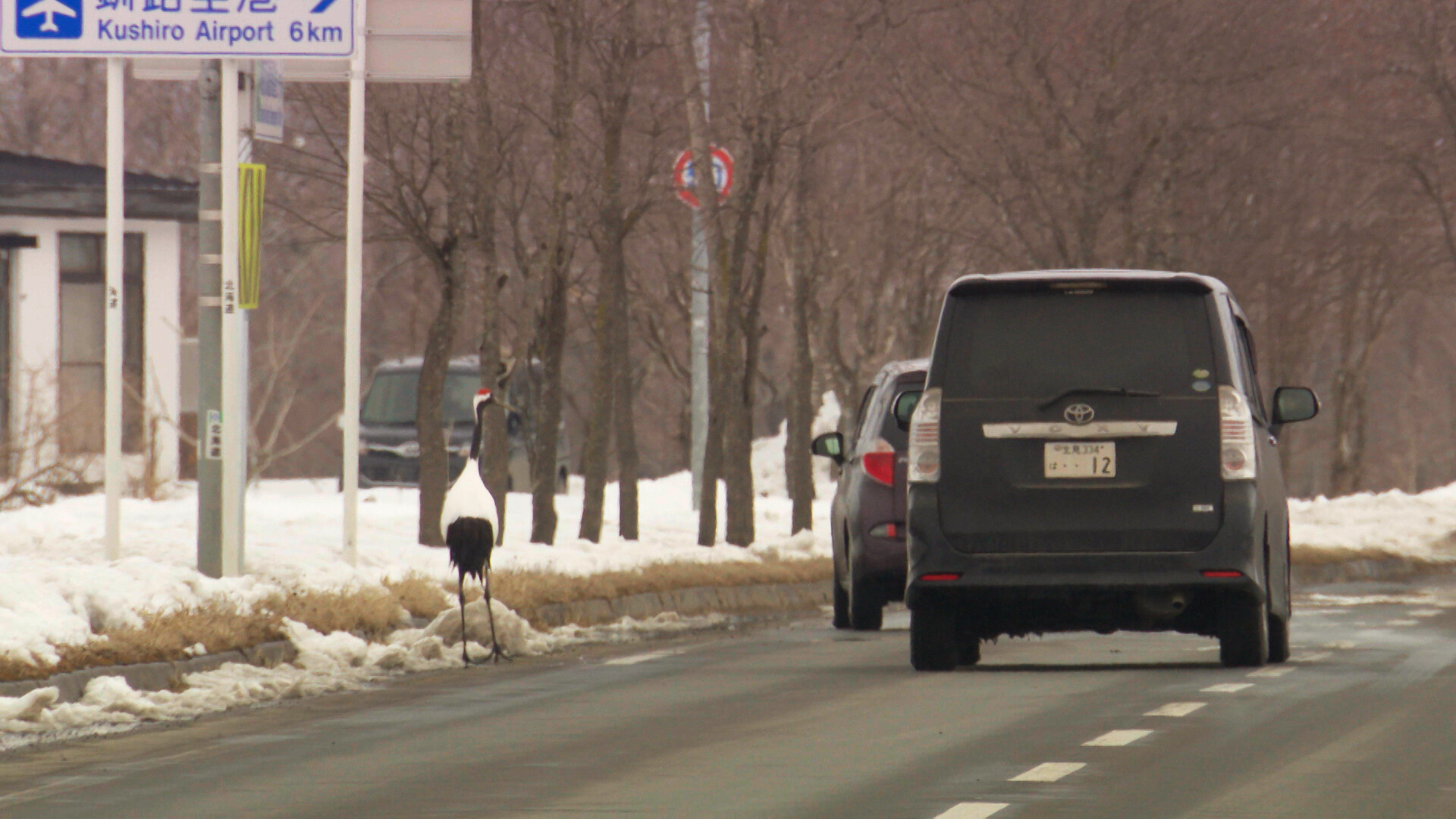 Bird walks along snow next to road with cars.