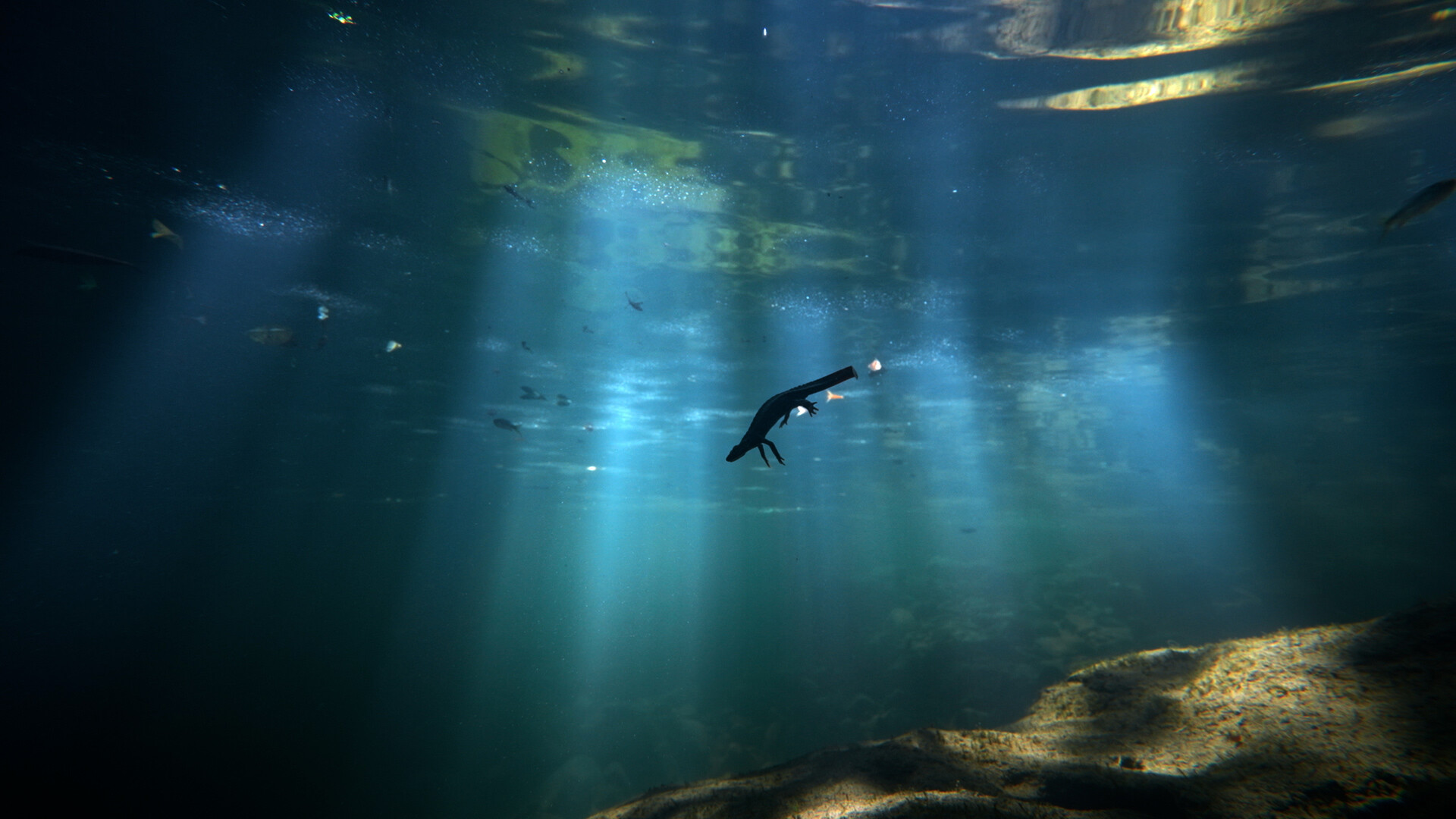 Newt swimming.