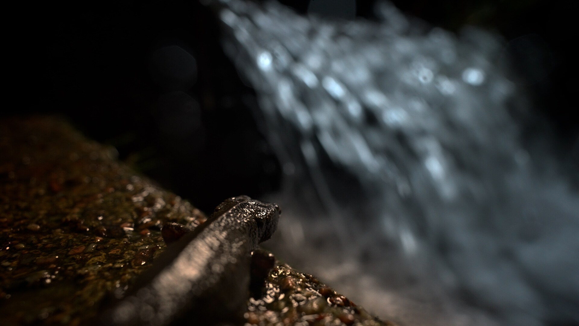 Newt looking at water from rocky perch.