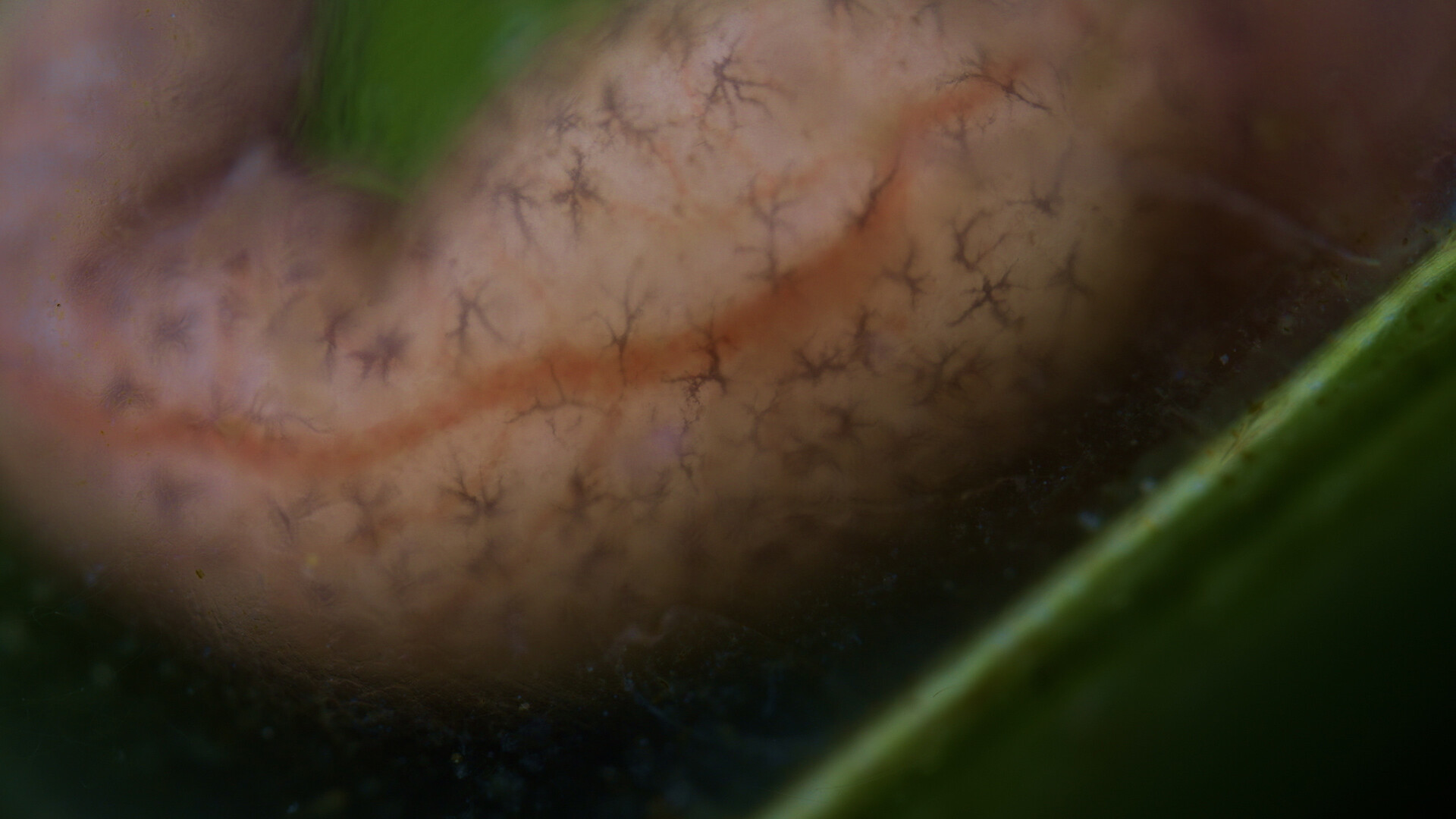 Close up of amphibian skin.