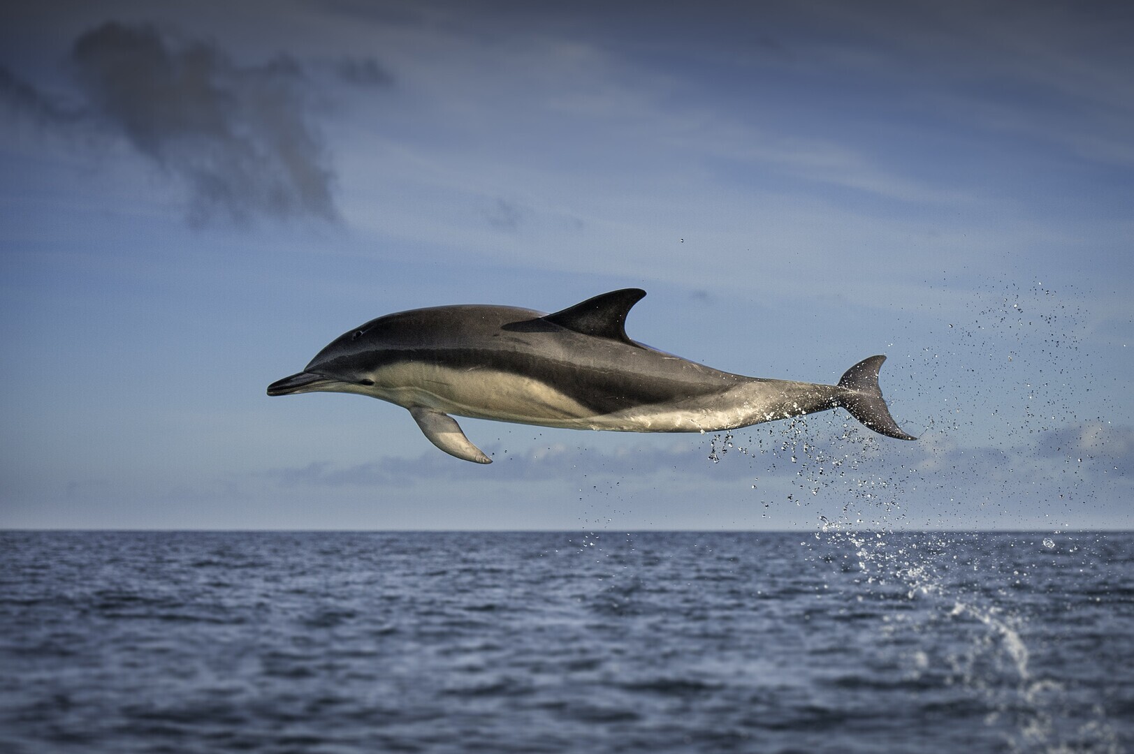 Dolphin jumping out of water.