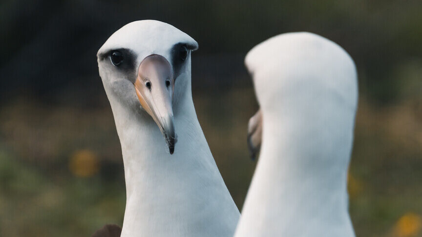 Two birds look at each other.