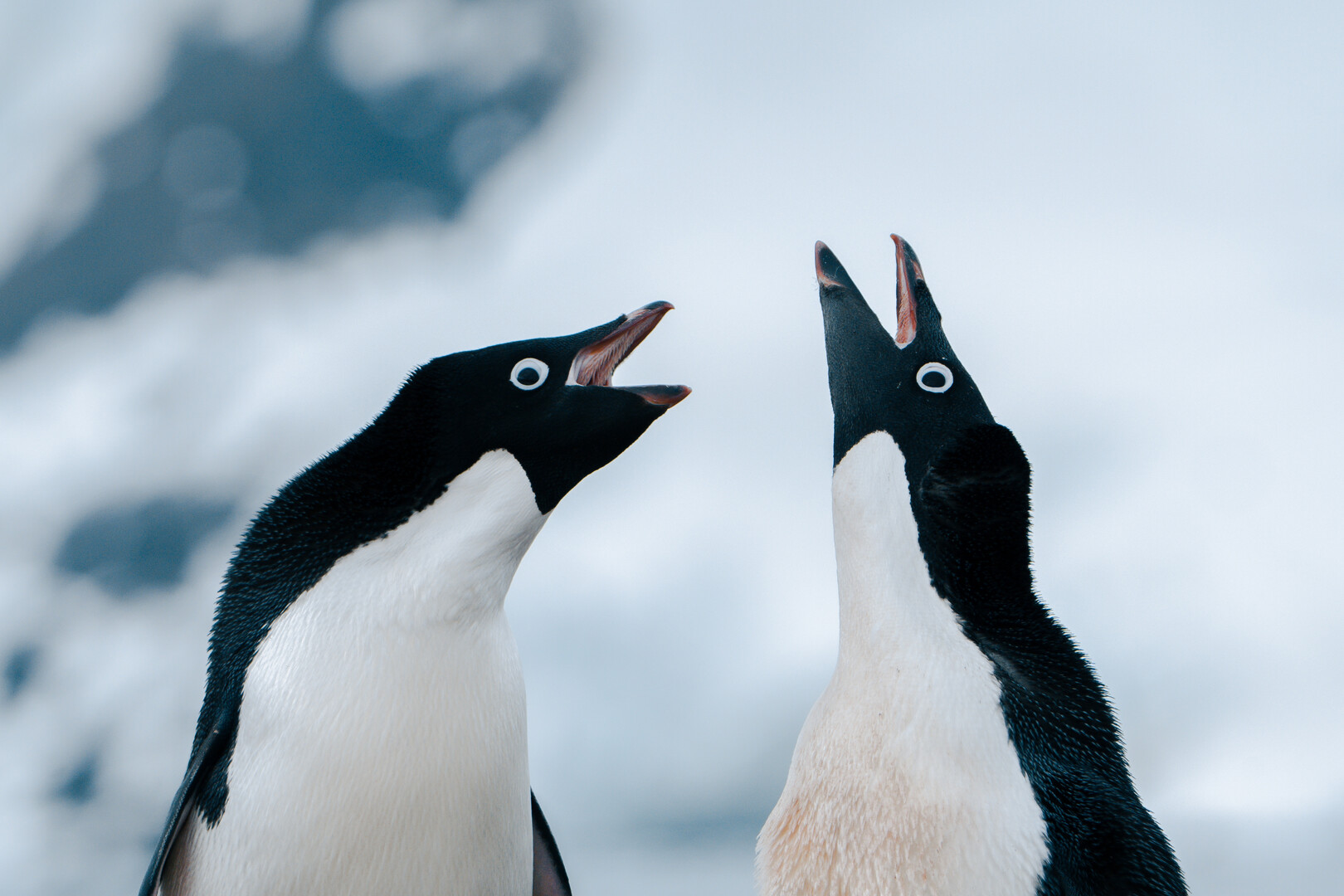 Two birds with open beaks.