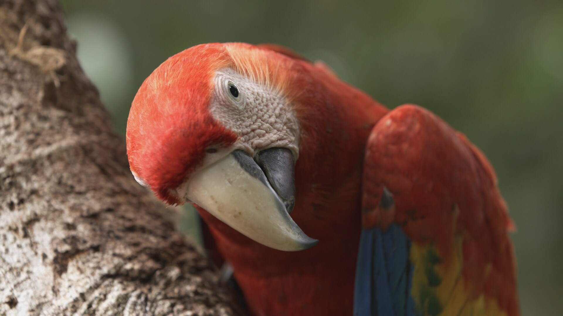 img-675c82d66f3de Medium close up of Scarlet Macaw looking at camera.