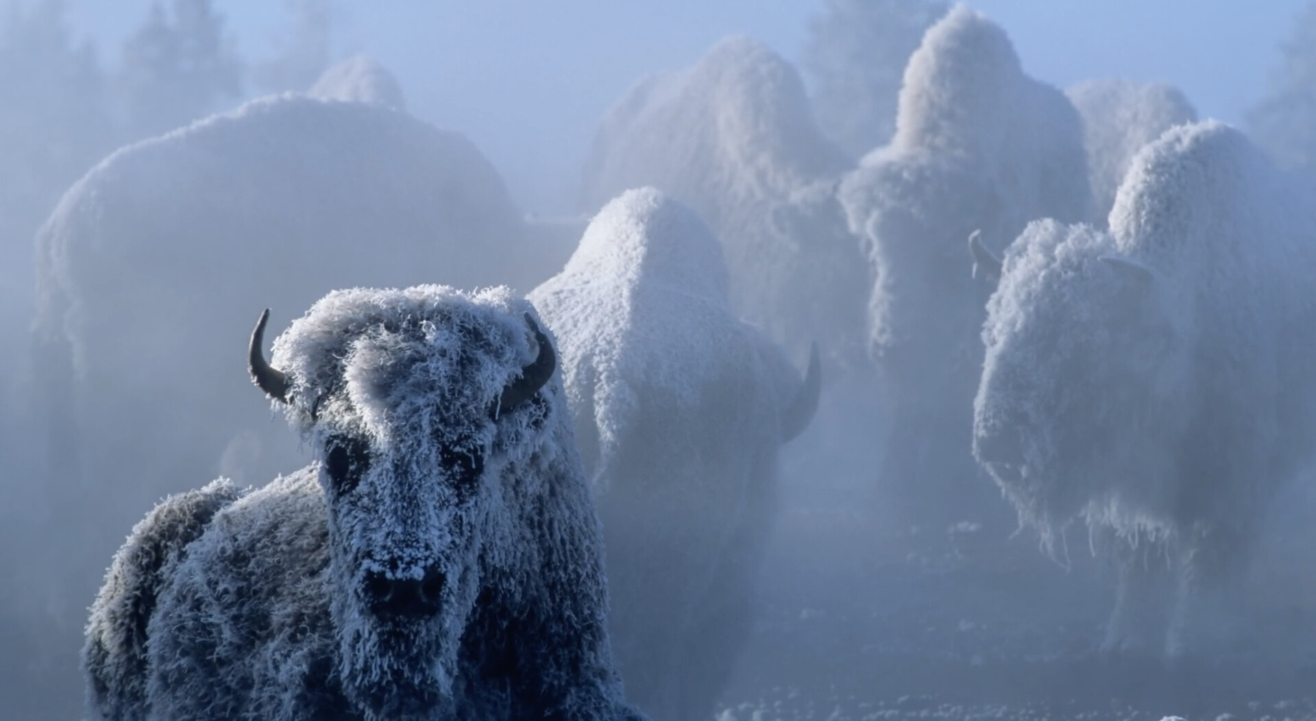 img-67744f0f2f5ae Group of buffalo standing in snow.
