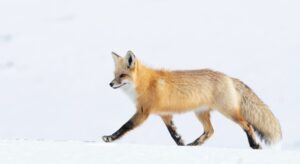 Fox walking on snow.
