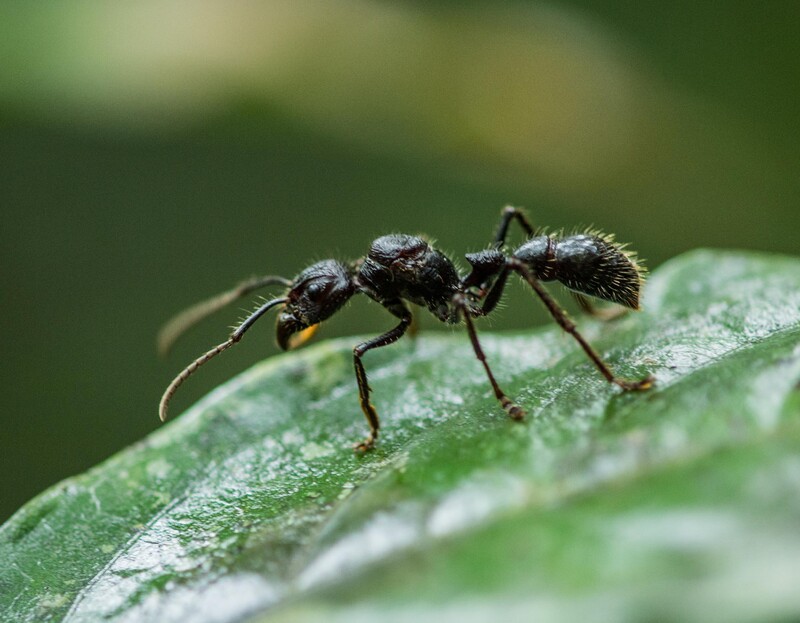 Ant on leaf.