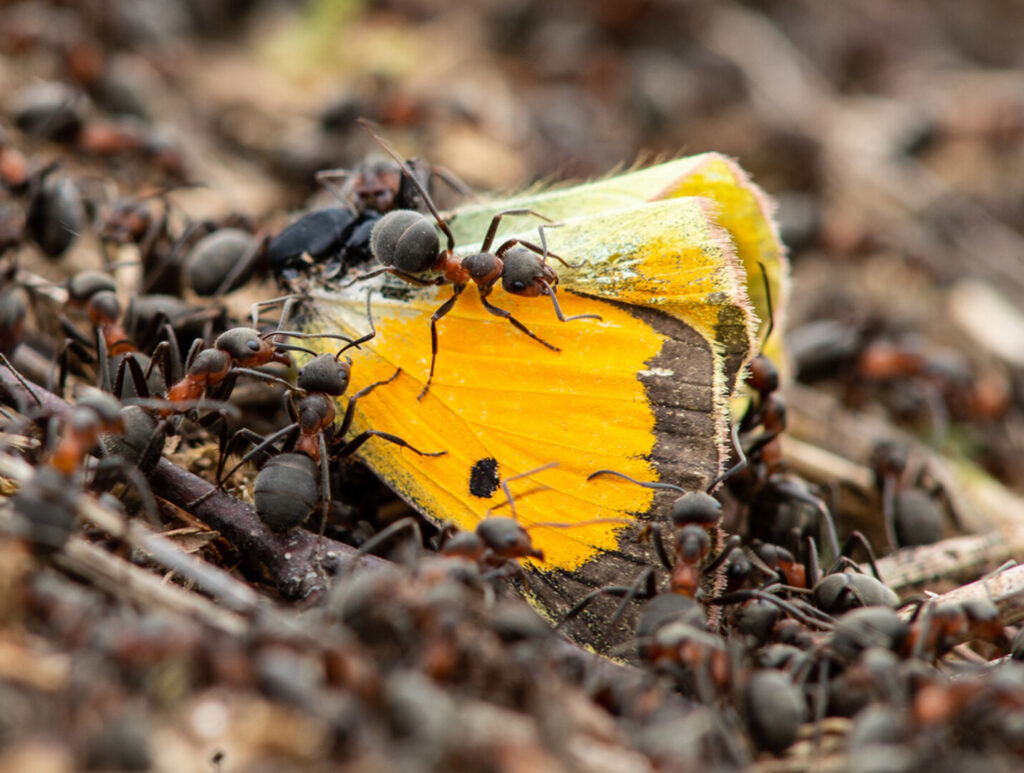 Ants carrying winged insect.