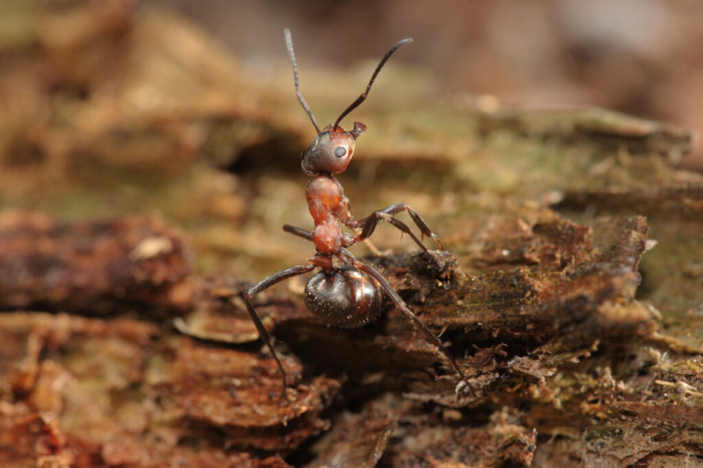 Ants on ground.