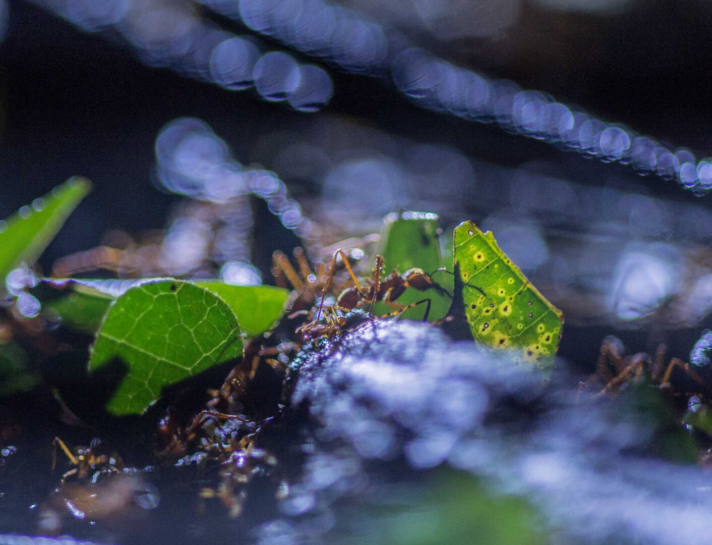 Ant in nature.