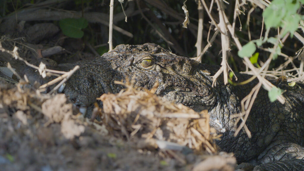 Eye of reptile.