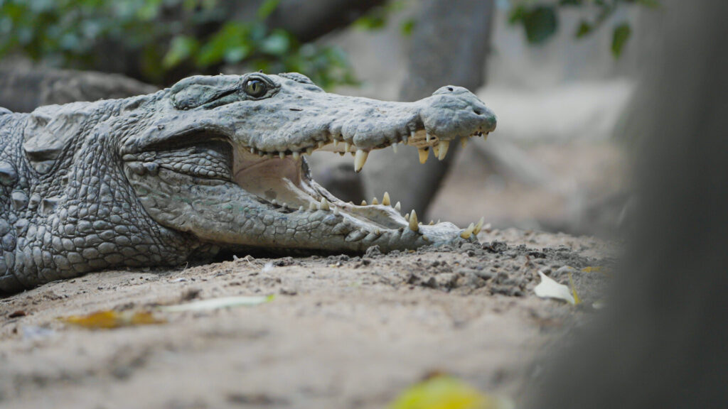 img-6793c48c1c0a5 Head of crocodile on sand.