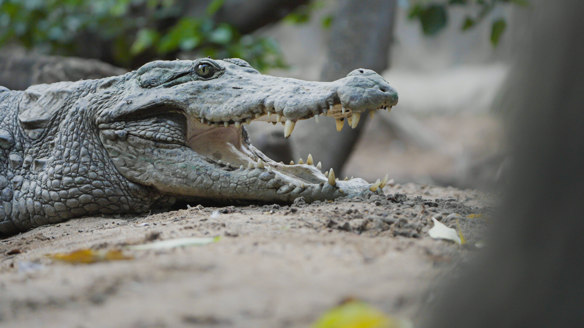 Head of crocodile on sand.