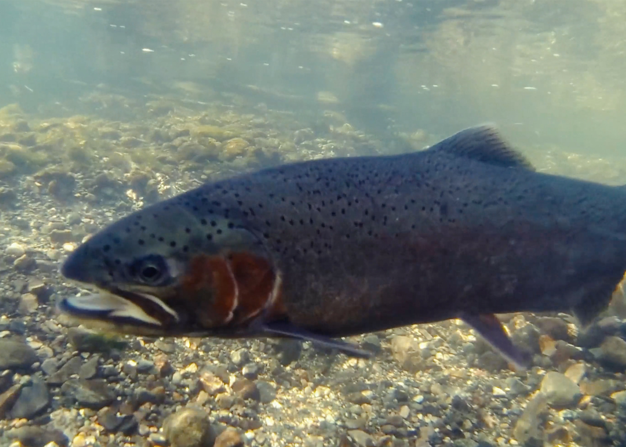 Trout underwater.