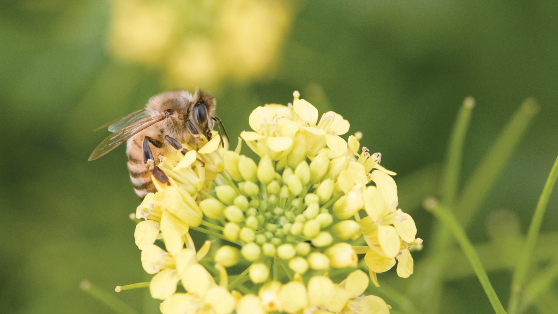 Bee on flower.