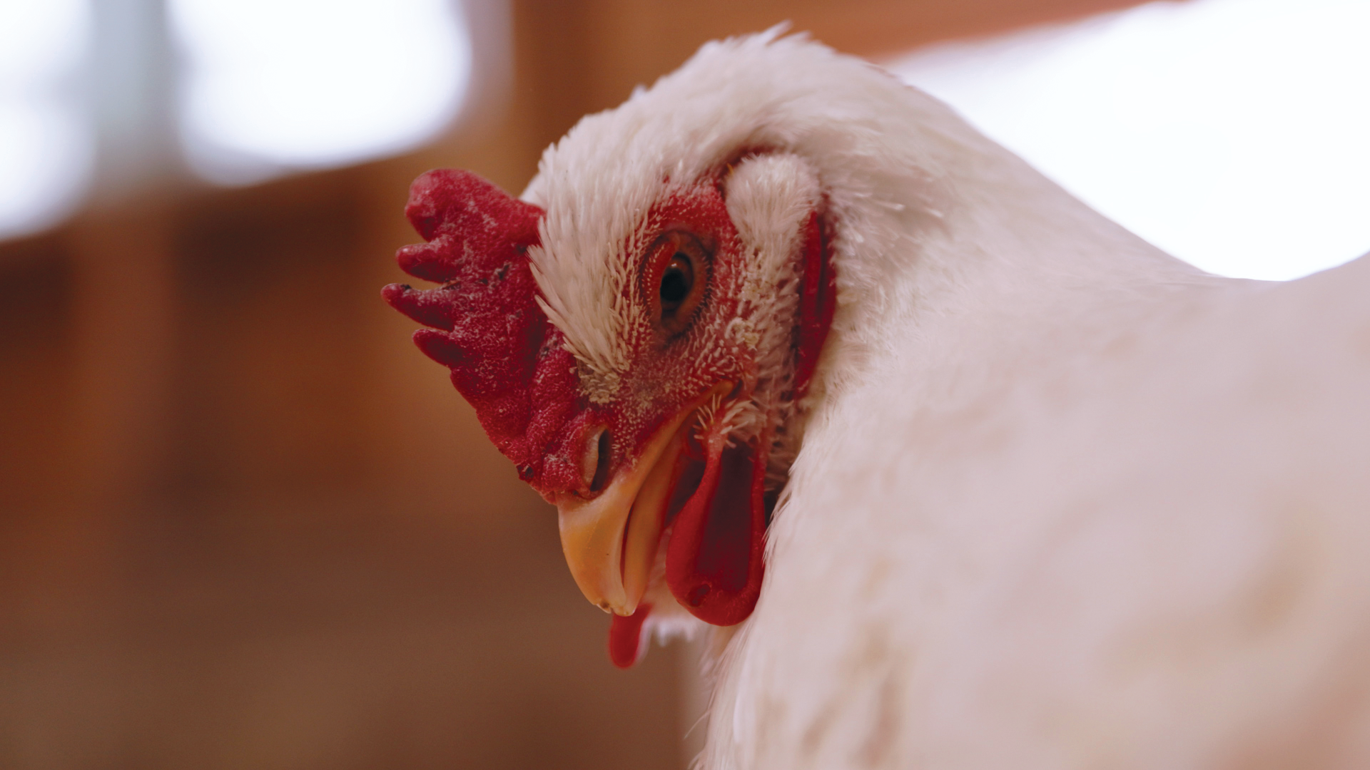 Chicken (1) Chicken looking down.