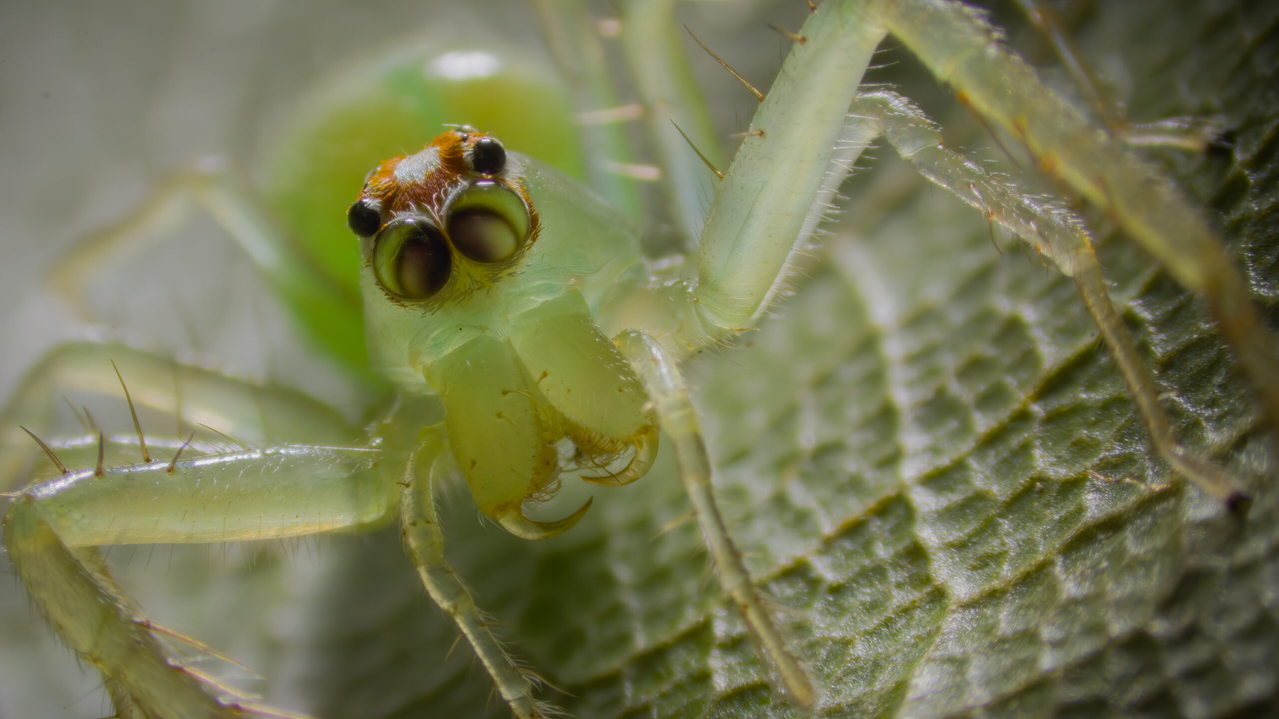 Close up of green and orange spider on leaf.