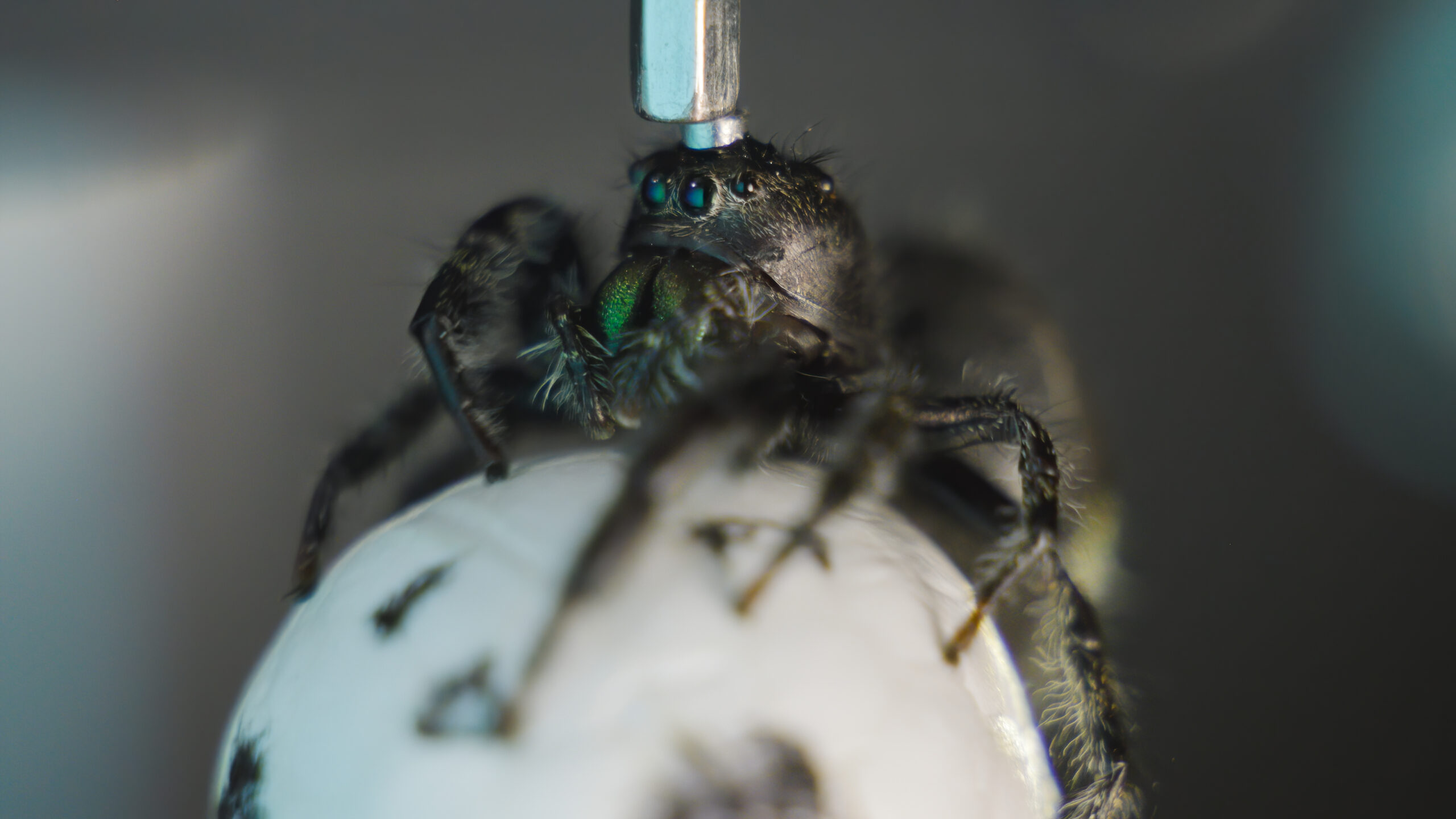 JumpingSpiders_ProductionStills_07 Spider with microscope on head.