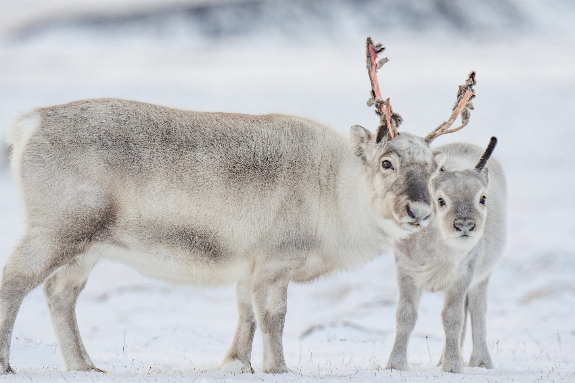 Two reindeer look towards camera.