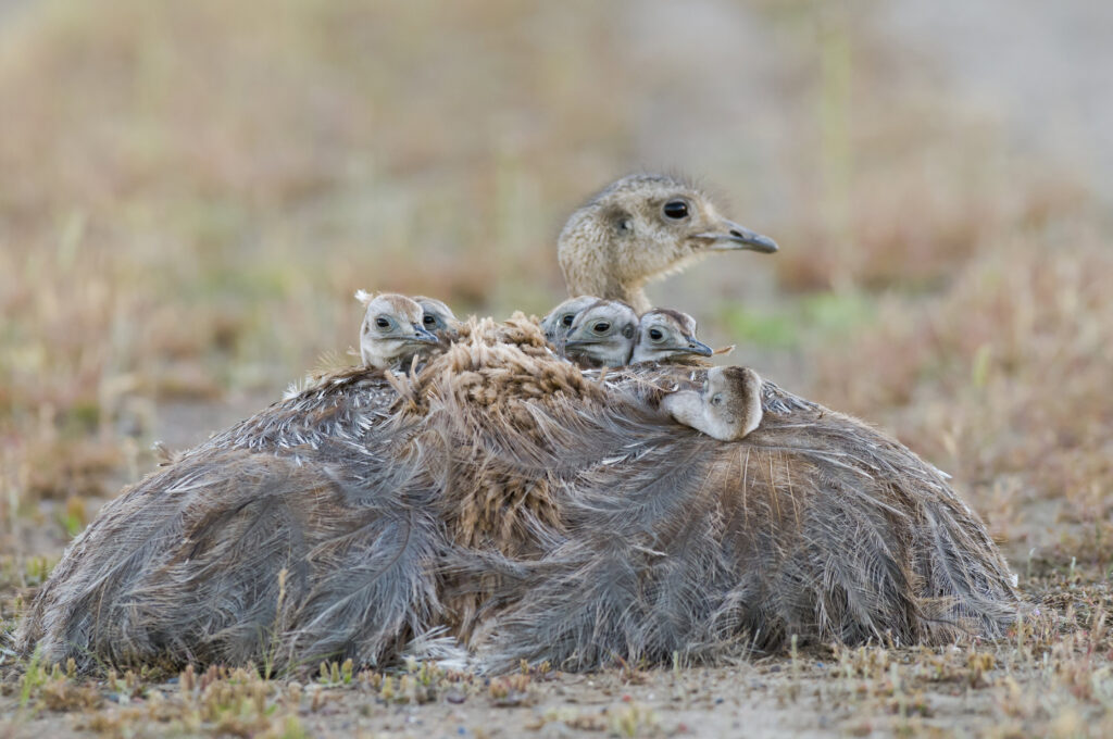 Baby birds on adult bird's back in grass landscape.