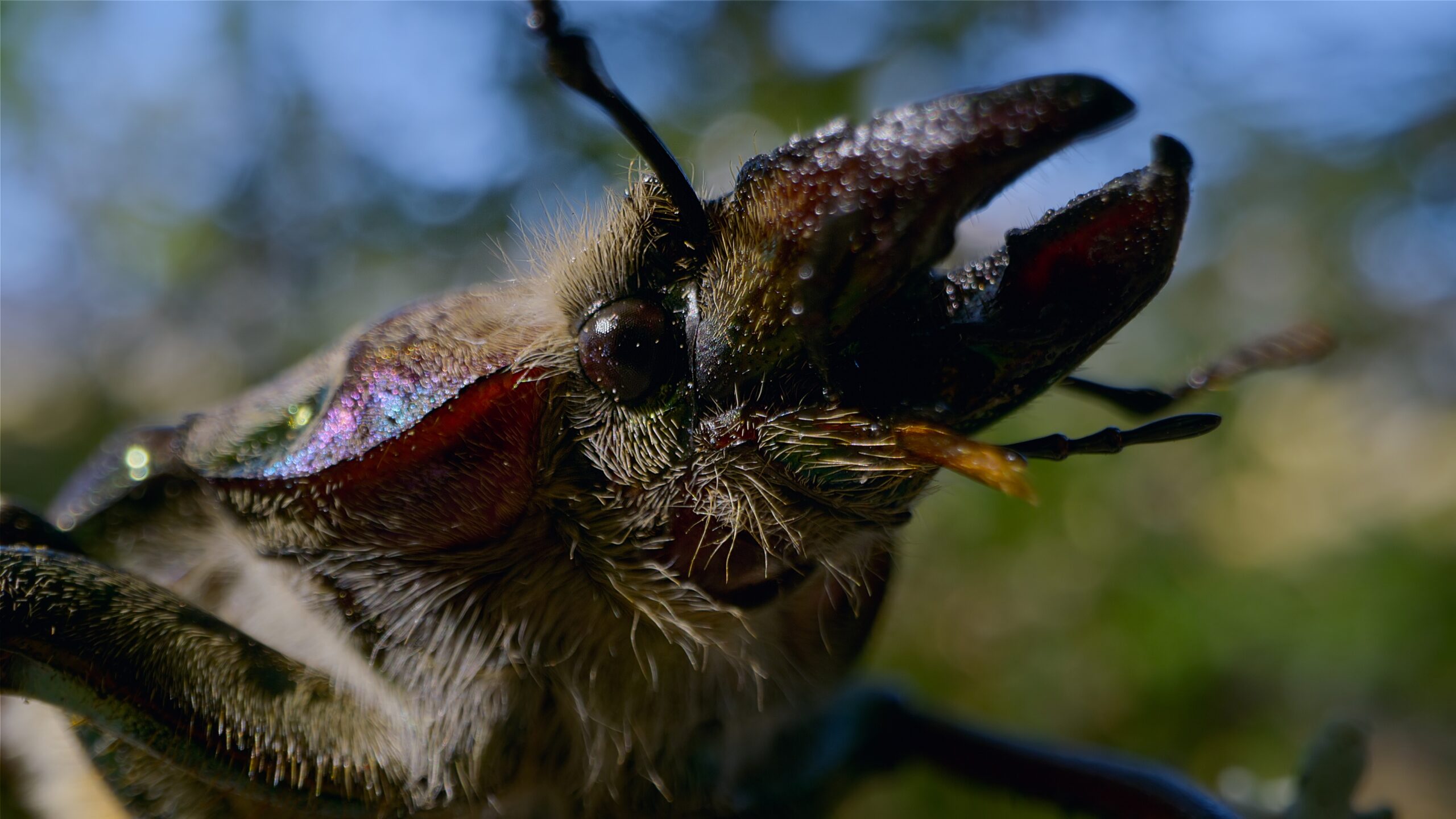 Close up of multi-colored bug with pincers.