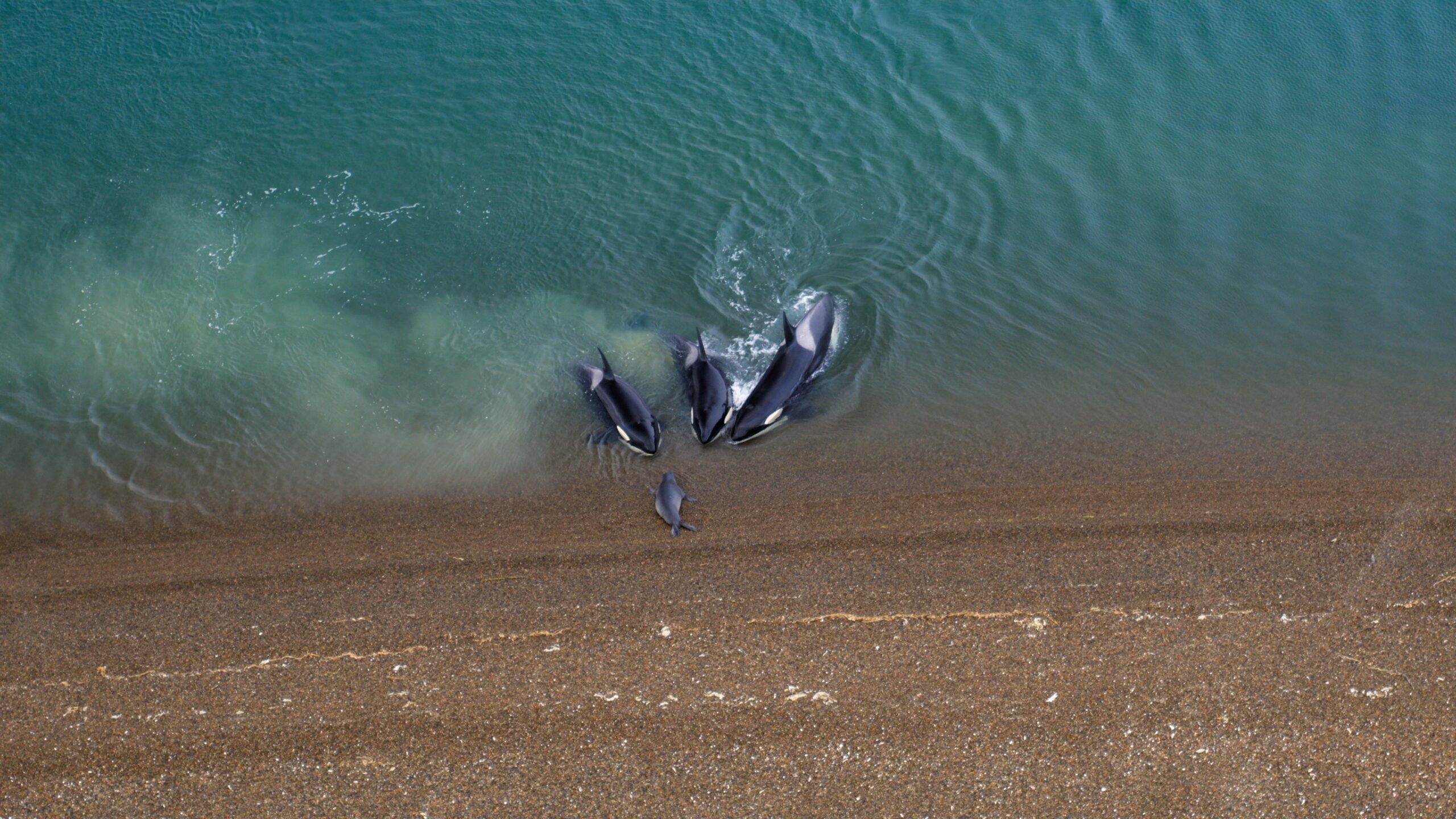 Three killer whales in water looking at seal on beach.