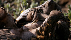 Pangolin on back showing belly to sun.