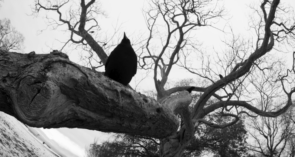 Black and white image of crow on branch.