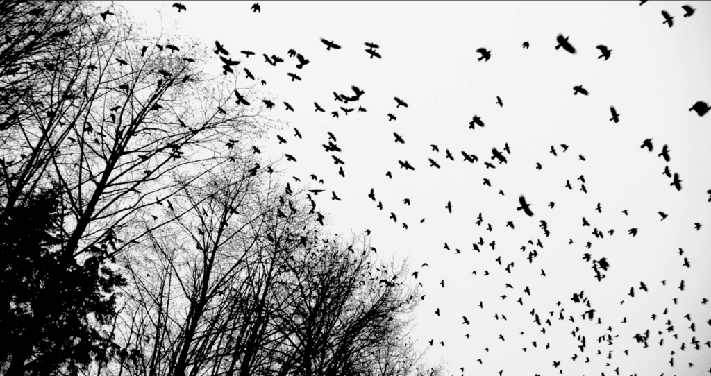 Black and white image of group of birds flying next to trees.