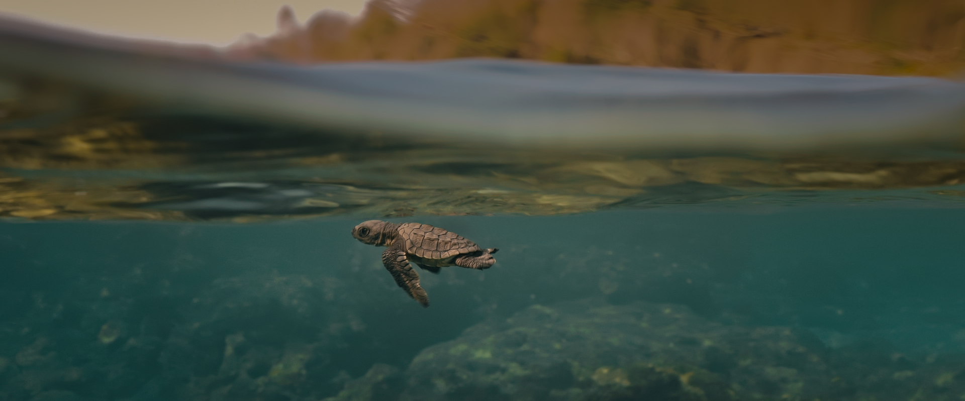 Small turtle in water.