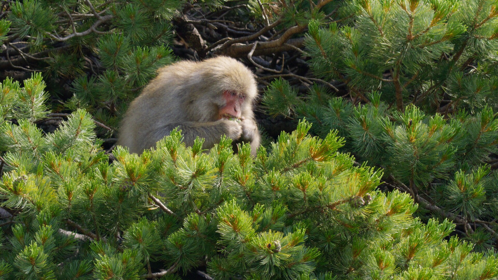 Monkey in tree eating.