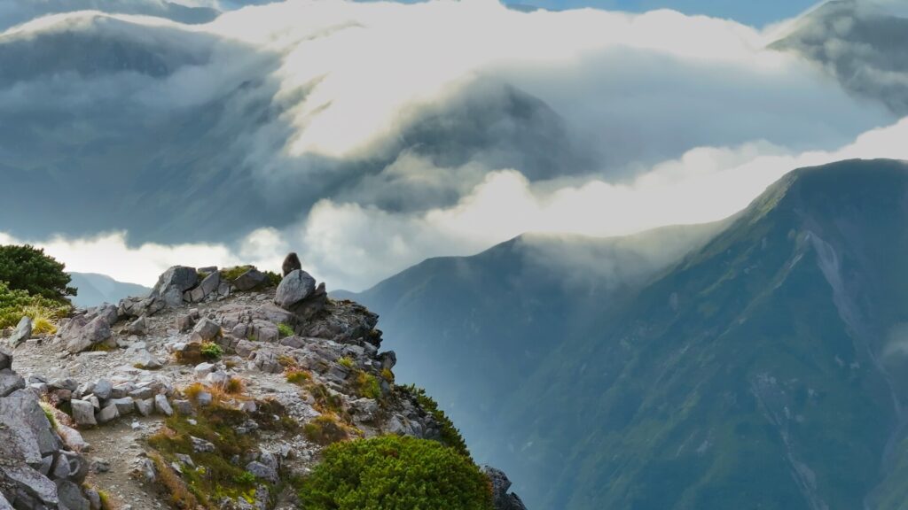 Monkey on top of mountain.