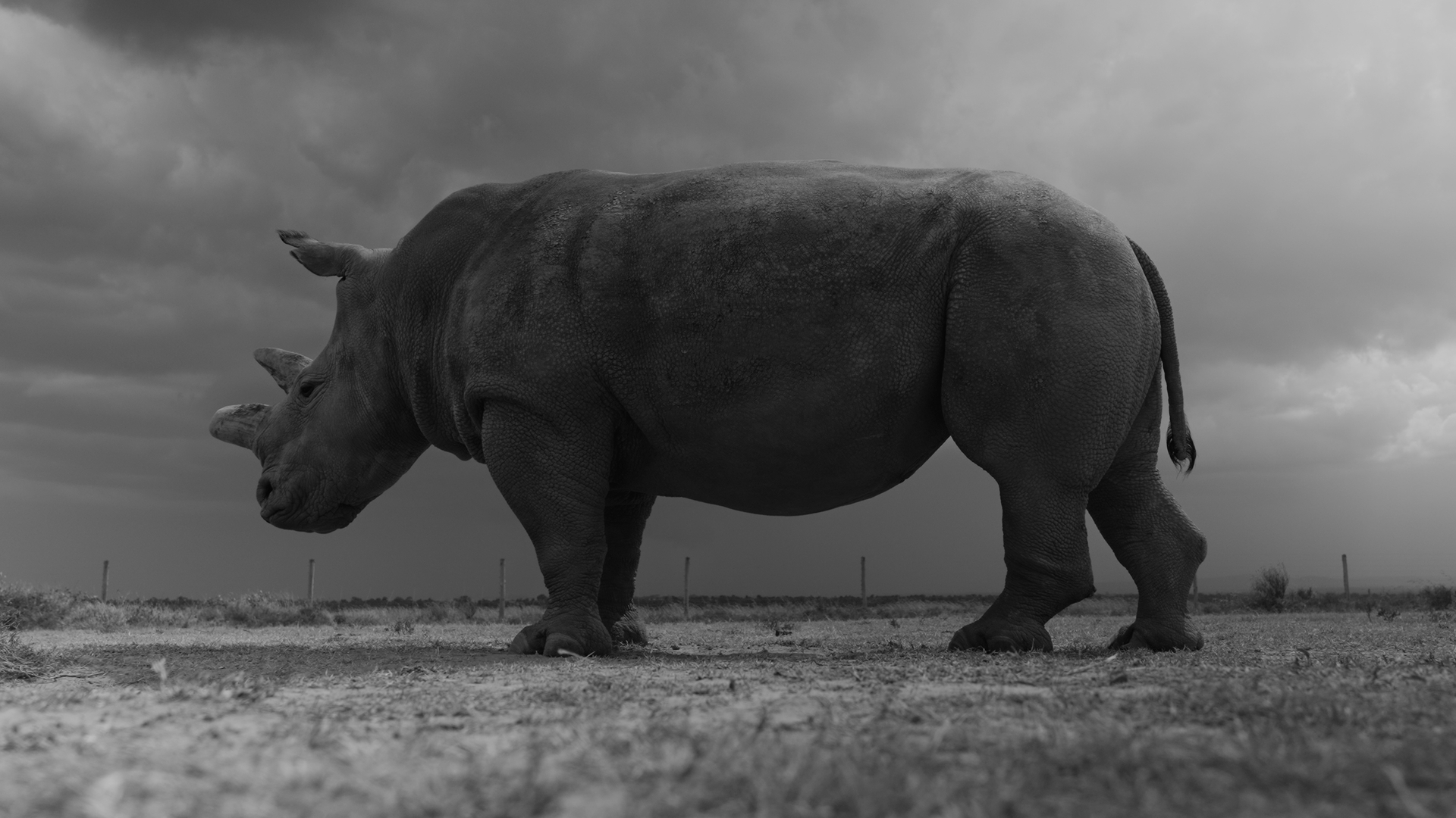 Greyscale image of rhino standing.